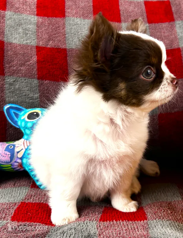 ARKS Adam – Chihuahua puppy for sale in Red Bluff, CA