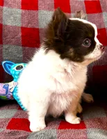 ARKS Adam, a male Chihuahua for sale in Red Bluff, CA – 1 of 10