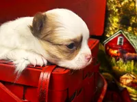 ARKS Haus, a male Chihuahua for sale in Red Bluff, CA – 3 of 5