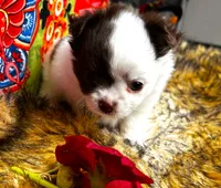 ARKS Adam, a male Chihuahua for sale in Red Bluff, CA – 5 of 10