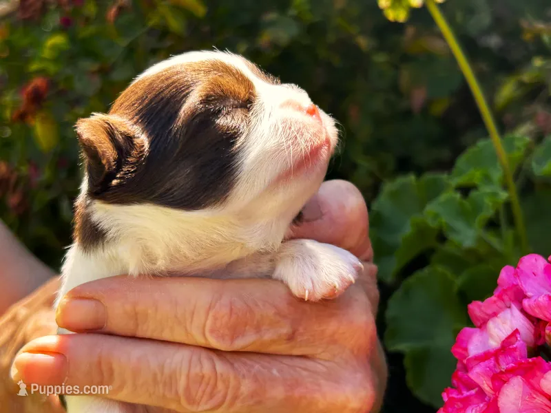 ARKS Chocolate E. Clair – Chihuahua puppy for sale in Red Bluff, CA