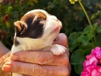 ARKS Chocolate E. Clair, a female Chihuahua for sale in Red Bluff, CA – 1 of 5
