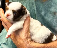 ARKS Diamond, a female Chihuahua for sale in Red Bluff, CA – 3 of 6