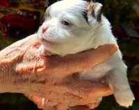 ARKS Adam, a male Chihuahua for sale in Red Bluff, CA – 6 of 6