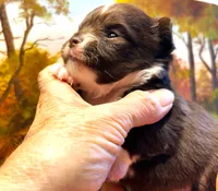 ARKS Rolo, a male Chihuahua for sale in Red Bluff, CA – 4 of 8