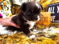 ARKS Rolo, a male Chihuahua for sale in Red Bluff, CA – 2 of 8