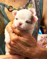 ARKS Baby Pearl, a female Chihuahua for sale in Red Bluff, CA – 5 of 5