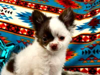 ARKS Adam, a male Chihuahua for sale in Red Bluff, CA – 3 of 10