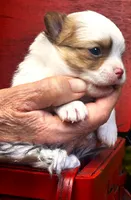 ARKS Haus, a male Chihuahua for sale in Red Bluff, CA – 4 of 5