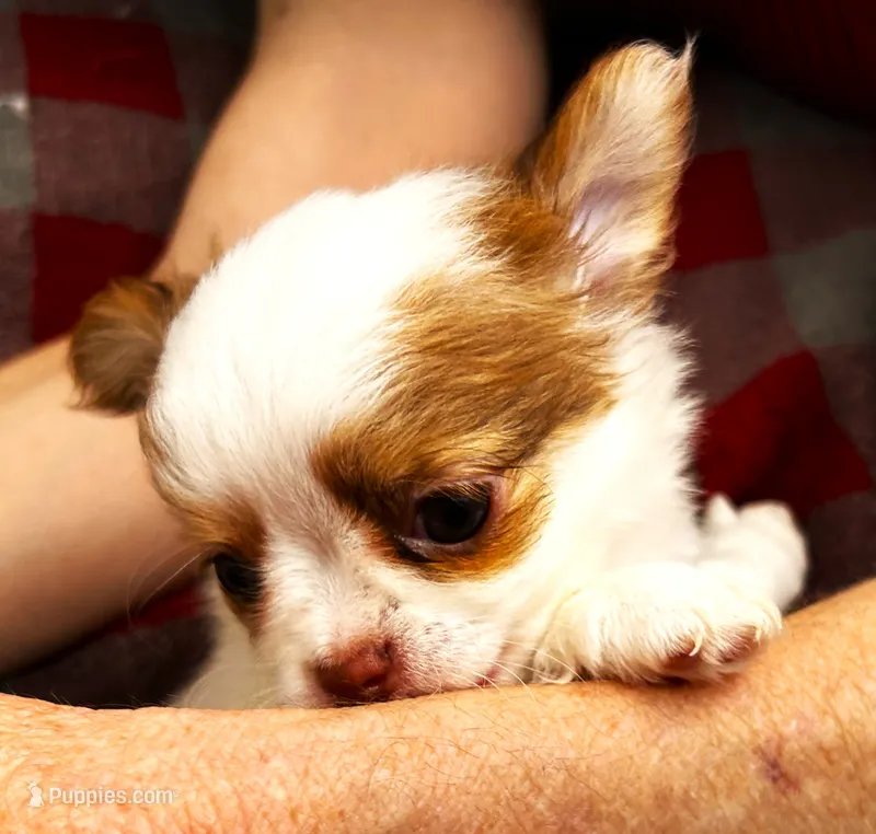 ARKS Little Joe – Chihuahua puppy for sale in Red Bluff, CA
