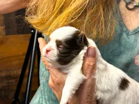 ARKS Diamond, a female Chihuahua for sale in Red Bluff, CA – 6 of 6