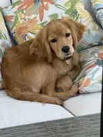 Gus, a male Miniature Golden Retriever for sale in Timnath, CO – 4 of 10