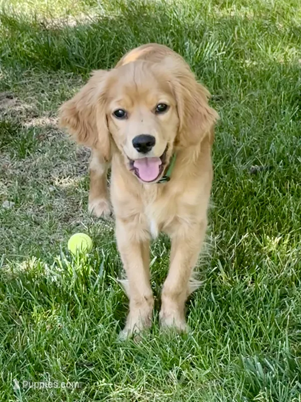 Gus – Miniature Golden Retriever puppy for sale in Timnath, CO