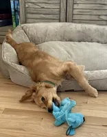 Gus, a male Miniature Golden Retriever for sale in Timnath, CO – 6 of 10