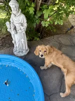 Gus, a male Miniature Golden Retriever for sale in Timnath, CO – 7 of 10
