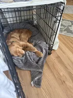 Gus, a male Miniature Golden Retriever for sale in Timnath, CO – 9 of 10