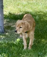 Gus, a male Miniature Golden Retriever for sale in Timnath, CO – 2 of 10