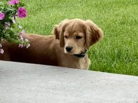 Gus, a male Miniature Golden Retriever for sale in Timnath, CO – 8 of 10