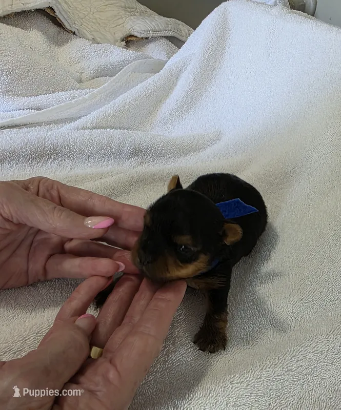 Sammy – Yorkshire Terrier puppy for sale in Cunningham, KS
