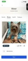Quinn, a male Yorkshire Terrier for sale in Cunningham, KS – 5 of 5
