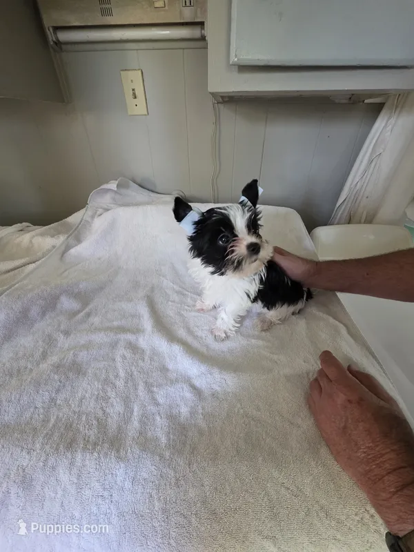 Quinn – Yorkshire Terrier puppy for sale in Cunningham, KS