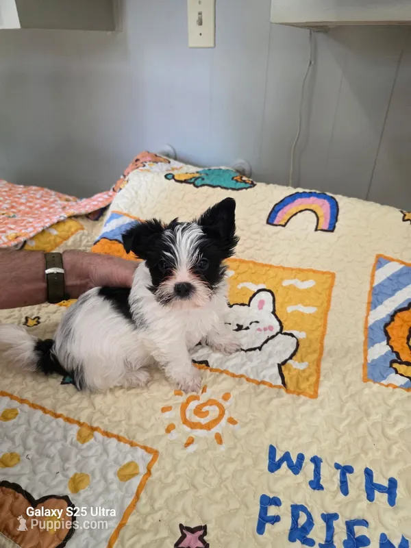 Quinn – Yorkshire Terrier puppy for sale in Cunningham, KS