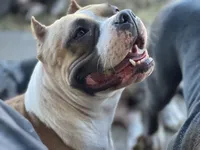 Nala, a female American Bully for sale in Buckeye, AZ – 1 of 5