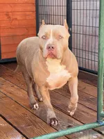 Gianbe, a female American Bully for sale in Buckeye, AZ – 5 of 5