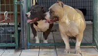 Nala, a female American Bully for sale in Buckeye, AZ – 2 of 5