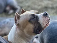 Nala, a female American Bully for sale in Buckeye, AZ – 5 of 5