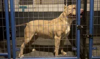 Gianbe, a female American Bully for sale in Buckeye, AZ – 3 of 5