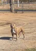 Gianbe, a female American Bully for sale in Buckeye, AZ – 4 of 5
