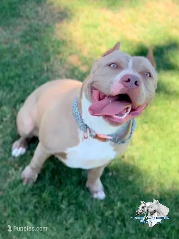 Gianbe – American Bully puppy for sale in Buckeye, AZ