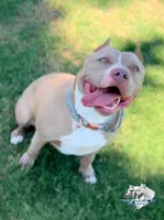 Gianbe, a female American Bully for sale in Buckeye, AZ – 1 of 5
