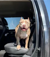 Gianbe, a female American Bully for sale in Buckeye, AZ – 2 of 5