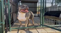 Booker, a male American Bully for sale in Buckeye, AZ – 1 of 1
