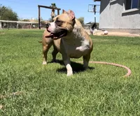 Nala, a female American Bully for sale in Buckeye, AZ – 3 of 5