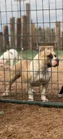 Nala, a female American Bully for sale in Buckeye, AZ – 4 of 5
