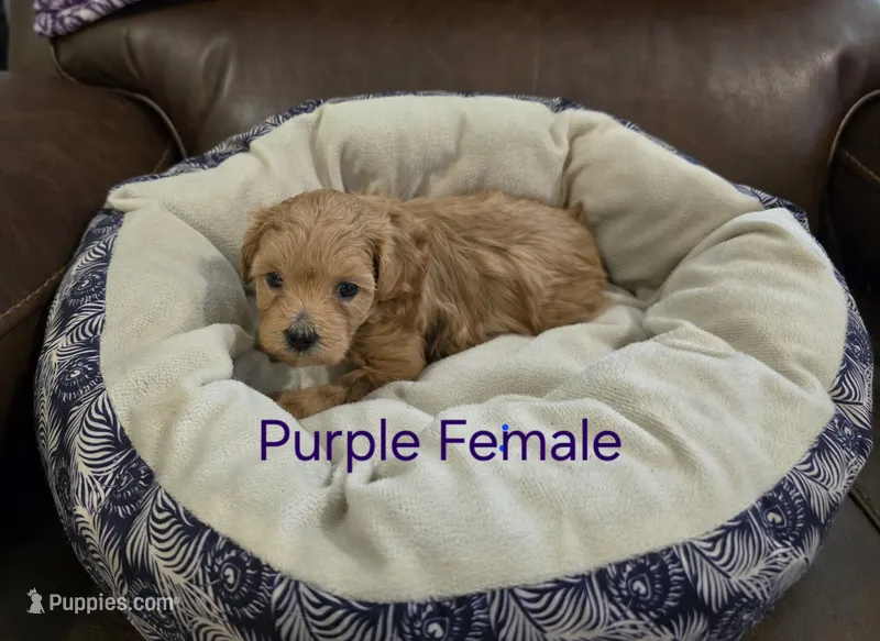 Purple Female – Maltipoo puppy for sale in Pineville, MO