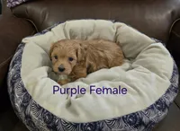 Purple Female, a female Maltipoo for sale in Pineville, MO – 1 of 3