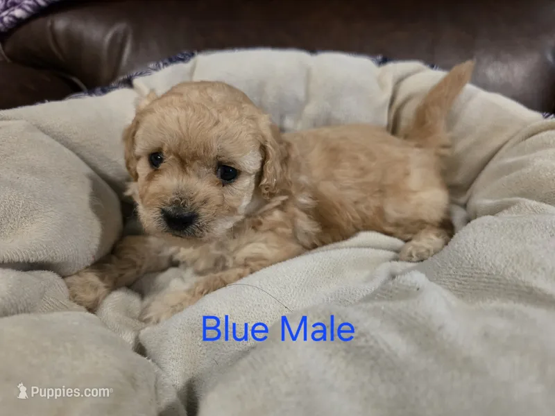 Blue Male – Maltipoo puppy for sale in Pineville, MO
