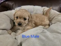 Blue Male, a male Maltipoo for sale in Pineville, MO – 1 of 3