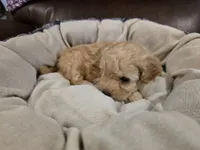 Light Green Male, a male Maltipoo for sale in Pineville, MO – 3 of 3