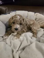 Red Female, a female Maltipoo for sale in Pineville, MO – 2 of 2