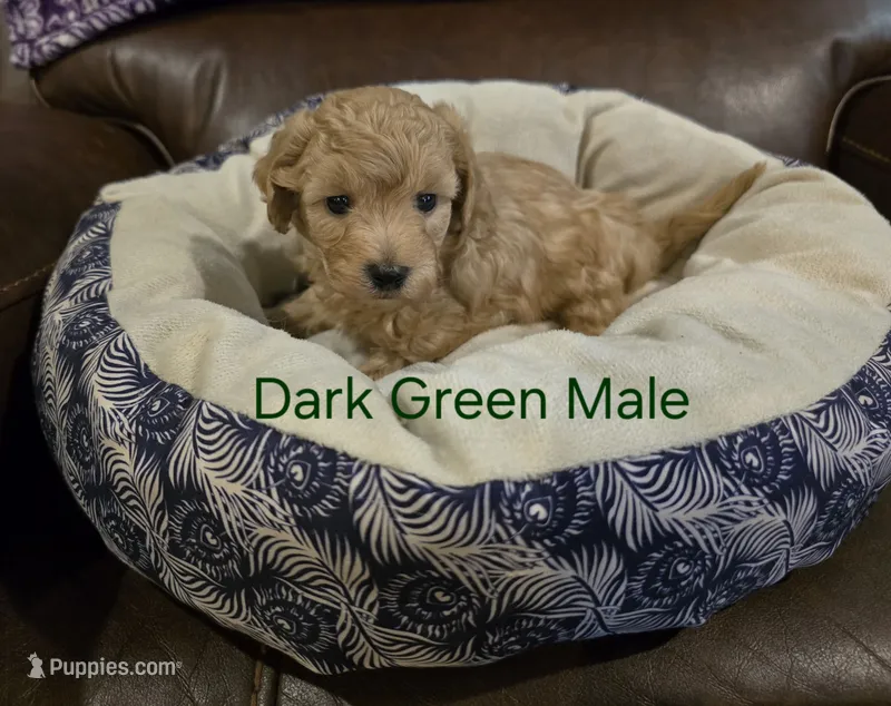 Dark Green Male – Maltipoo puppy for sale in Pineville, MO