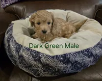 Dark Green Male, a male Maltipoo for sale in Pineville, MO – 1 of 3