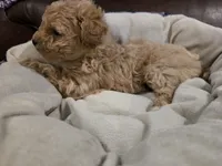 Light Pink Female, a female Maltipoo for sale in Pineville, MO – 3 of 3
