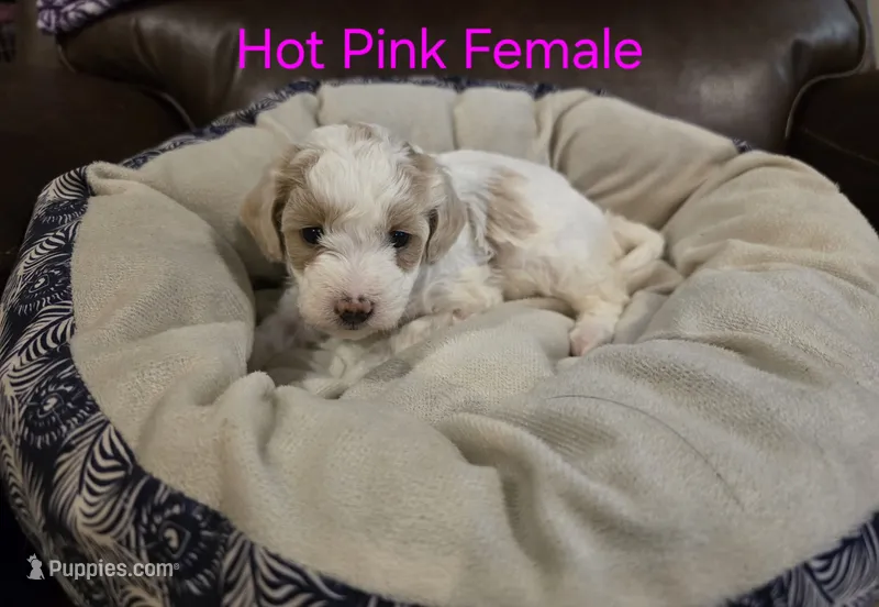 Hot Pink Female – Maltipoo puppy for sale in Pineville, MO