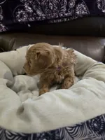 Purple Female, a female Maltipoo for sale in Pineville, MO – 3 of 3