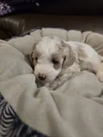 Hot Pink Female, a female Maltipoo for sale in Pineville, MO – 3 of 3